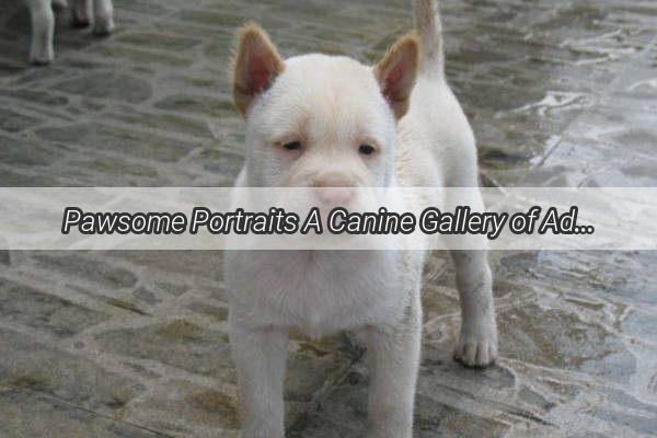 Pawsome Portraits A Canine Gallery of Adorable and Playful Pups